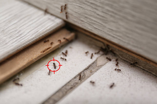 Best Residential Pest Control  in Luna Pier, MI