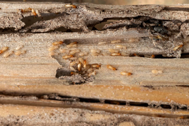 Best Flea Control Services  in Luna Pier, MI