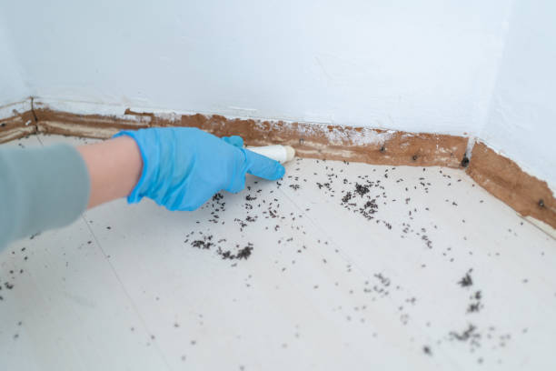 Best Rat Extermination Near Me  in Luna Pier, MI